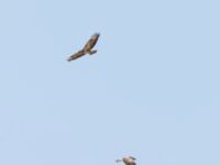 Buteo buteo Björkelundadammen, Malmö, Skåne, Sweden 20230728_0043