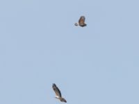 Buteo buteo Björkelundadammen, Malmö, Skåne, Sweden 20230728_0045