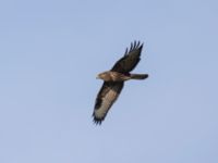 Buteo buteo Käglinge hästbacke, Malmö, Skåne, Sweden 20231102_0006