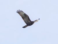 Buteo buteo Käglinge hästbacke, Malmö, Skåne, Sweden 20241102_0006