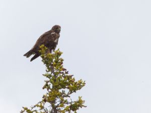 Buteo jamaicensis - Red-tailed hawk - Rödstjärtad vråk