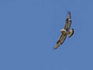 Buteo lagopus - Rough-legged Buzzard - Fjällvråk