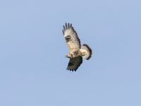 Buteo lagopus ad female Käglinge hästbacke, Malmö, Skåne, Sweden 20231022_0176