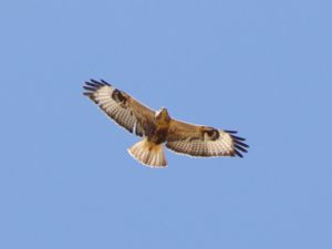 Buteo rufinus - Long-legged Buzzard - Örnvråk