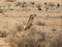 Buteo rufinus cirtensis Awsard Road, Western Sahara, Morocco 20180221_0078