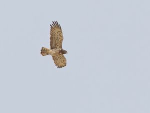 Circaetus gallicus - Short-toed Eagle - Ormörn