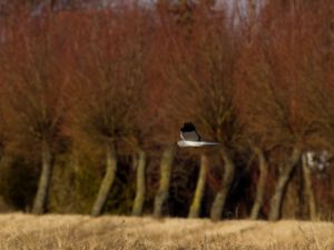 Circus cyaneus - Hen Harrier - Blå kärrhök