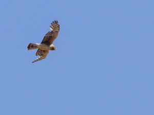 Circus hudsonius - Northern Harrier - Amerikansk kärrhök