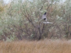 Circus macrourus - Pallid Harrier - Stäpphök