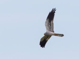 Circus pygargus - Montagu's Harrier - Ängshök