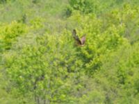 Circus pygargus 2cy female 3.5 km W Gamardjveba, Mtskheta-Mtianeti, Georgia 20180428_0638