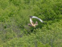 Circus pygargus 2cy female et ad male 3.5 km W Gamardjveba, Mtskheta-Mtianeti, Georgia 20180428_0634