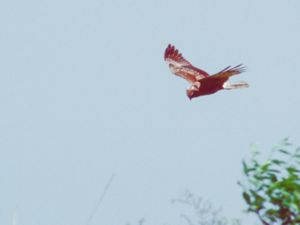 Circus spilinotus - Eastern Marsh Harrier - Brokig kärrhök