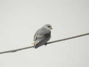 Elanus caeruleus - Black-winged Kite - Svartvingad glada