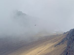 Gypaetus barbatus - Bearded Vulture - Lammgam