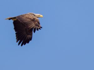 Haliaeetus albicilla - White-tailed Eagle - Havsörn