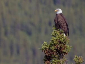 Haliaeetus leucocephalus - Bald Eagle - Vithövdad havsörn