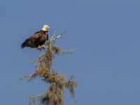 Haliaeetus leucocephalus washingtoniensis ad Kenai mudflats, Homer, Alaska, USA 20140617_0914