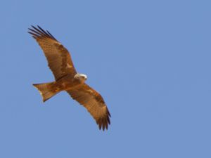 Milvus migrans - Black Kite - Brun glada