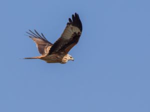 Milvus milvus - Red Kite - Röd glada