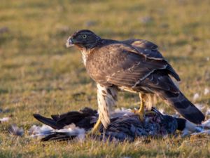 Accipiter gentilis - Northern Goshawk - Duvhök