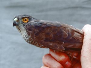 Accipiter gularis - Japanese Sparrowhawk - Taigahök