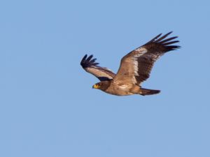 Aquila nipalensis - Steppe Eagle - Stäppörn