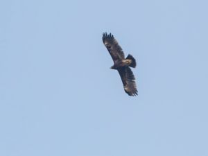 Clanga clanga - Greater Spotted Eagle - Större skrikörn