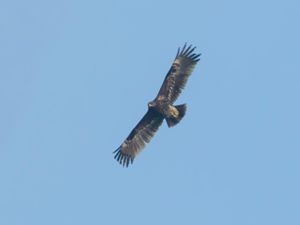 Clanga clanga - Greater Spotted Eagle - Större skrikörn