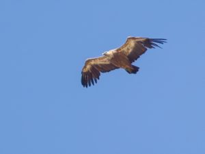 Gyps fulvus - Eurasian Griffon Vulture - Gåsgam