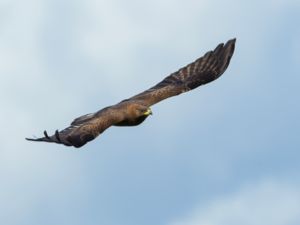 Pernis apivorus - European Honey Buzzard - Bivråk