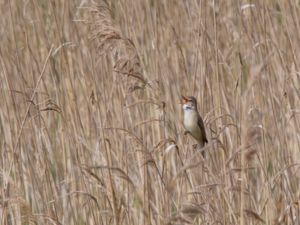 Acrocephalus arundinaceus - Great Reed Warbler - Trastsångare