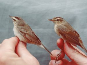 Acrocephalus bistrigiceps - Black-browed Reed Warbler - Svartbrynad rörsångare