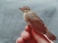 Acrocephalus bistrigiceps Happy Island (Shijiu Tuodao), Hebei, China 19980519 (5)