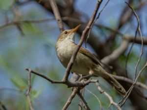 Acrocephalus brevipennis - Cape Verde Warbler - Kapverdesångare