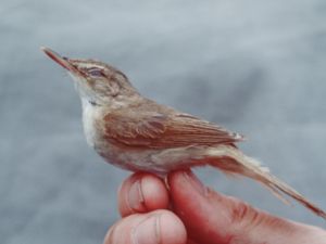 Acrocephalus concinens - Blunt-winged Warbler - Kortvingad rörsångare