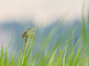 Acrocephalus melanopogon - Moustached Warbler - Kaveldunsångare