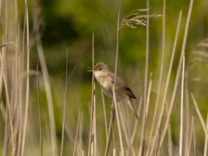 Acrocephalus palustris - Marsh Warbler - Kärrsångare