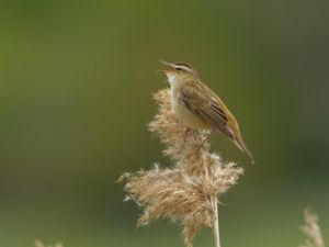 Acrocephalus schoenobaenus - Sedge Warbler - Sävsångare