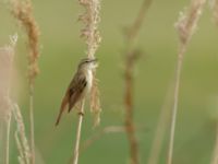 Acrocephalus schoenobaenus Fågeludden, Hornborgasjön, Falköping, Västergötland, Sweden 20190514_0228