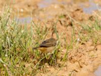 Acrocephalus schoenobaenus Waterhole N1100, Dakhla, Western Sahara, Morocco 20180219_0023