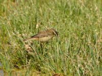 Acrocephalus schoenobaenus Waterhole N1100, Dakhla, Western Sahara, Morocco 20180219_0026