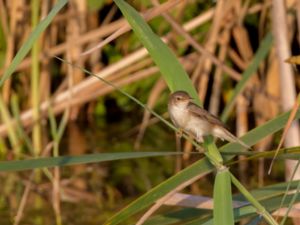 Acrocephalus scirpaceus - European Reed Warbler - Rörsångare