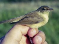 Acrocephalus scirpaceus Bingsmarken, Skurup, Skåne, Sweden 20020901 022