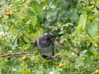 Cuculus canorus 1cy et Acrocephalus scirpaceus Ödammen, Öresundsparken, Malmö, Skåne, Sweden 20160804B_0106