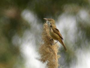 Acrocephalus stentoreus - Clamorous Reed Warbler - Papyrussångare