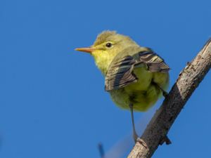 Hippolais icterina - Icterine Warbler - Härmsångare