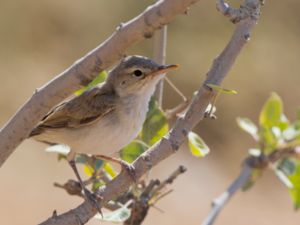 Hippolais languida - Upcher's Warbler - Orientsångare