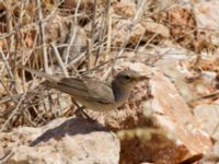 Hippolais languida ad Durnalik, Turkey 20120705 179