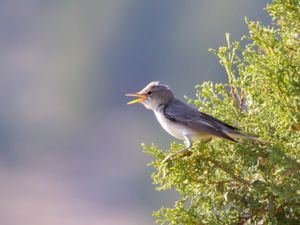 Hippolais olivetorum - Olive-tree Warbler - Olivsångare